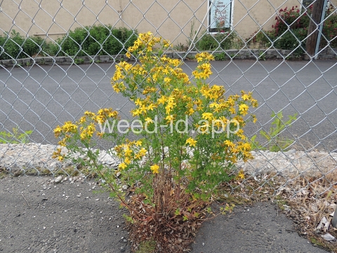 St. Johnswort, common